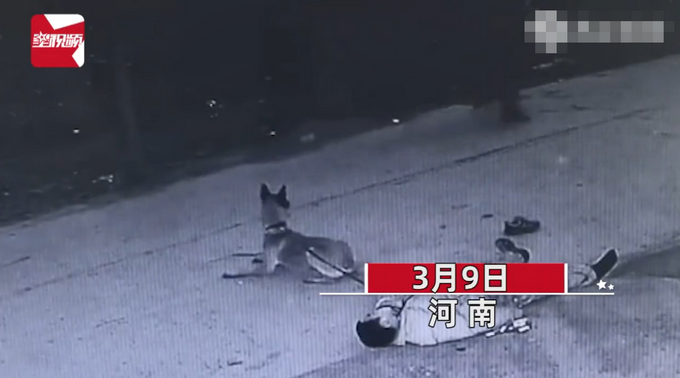 主人醉倒路边宠物狗忠心死守身旁！连声吼叫求救，路人却反被吓跑