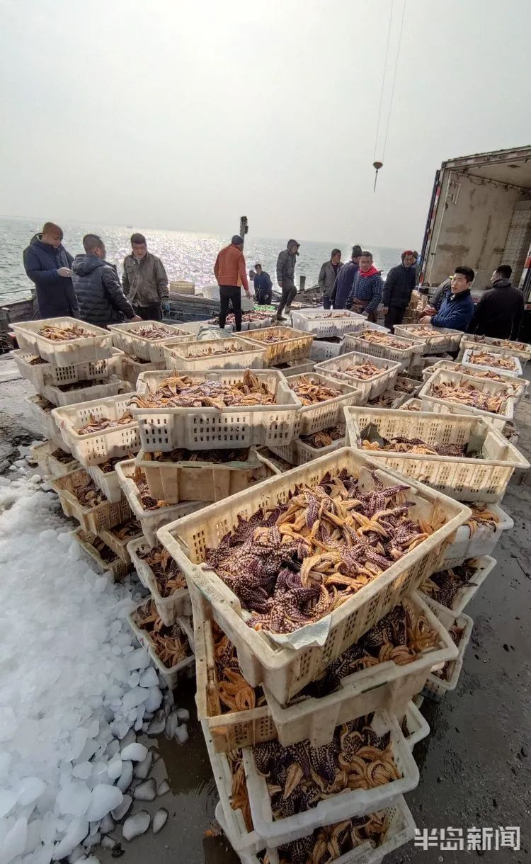 海星堆积如山，所到之处蛤蜊海蛎子遭殃，为何不吃掉？