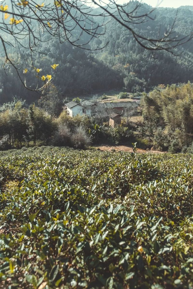 百茶百味 | 一枝独秀的“小众茶”，也有大发展