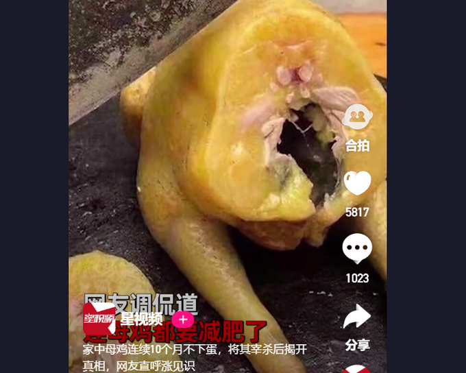 越南女子家母鸡连续10个月不下蛋，将其宰杀揭开真相，网友直呼涨见识