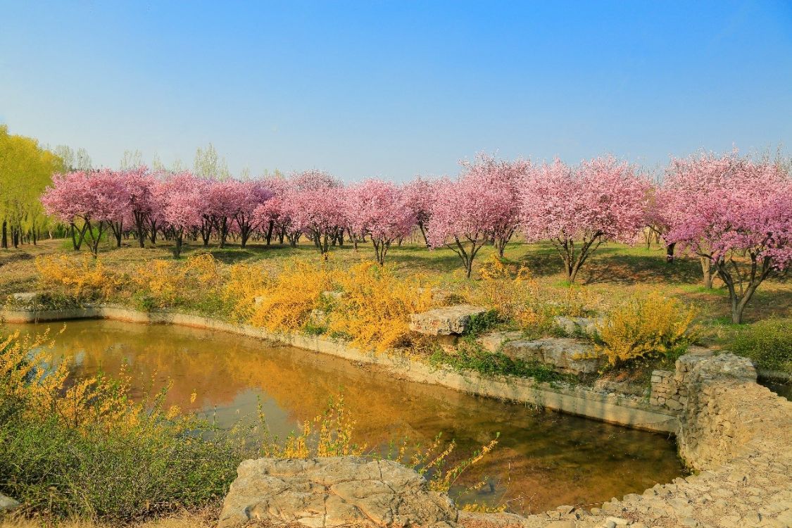 “石上花开”中华奇石城—沂蒙奇石花朝节华美绽放