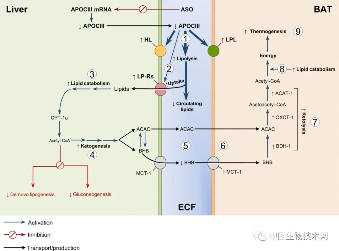 吃货的春天？Science子刊：科学家找到一种胡吃海塞也能健康的方法