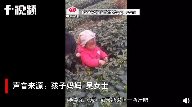 3岁萌娃和妈妈一起采茶叶动作娴熟，妈妈：一天能采一两斤