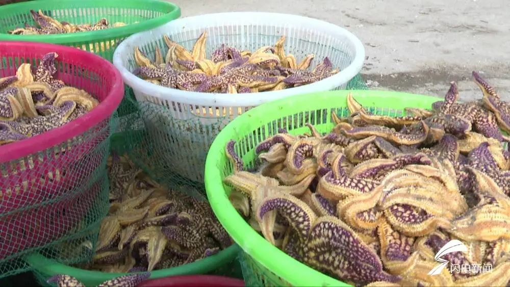 The reason with eruptive sea star of bay of Qingdao rubber administrative division was found! Catch to still need ten days