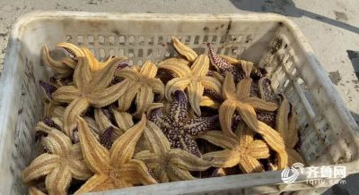 The reason with eruptive sea star of bay of Qingdao rubber administrative division was found! Catch to still need ten days