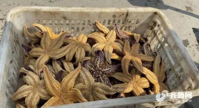 The reason with eruptive sea star of bay of Qingdao rubber administrative division was found! Catch to still need ten days