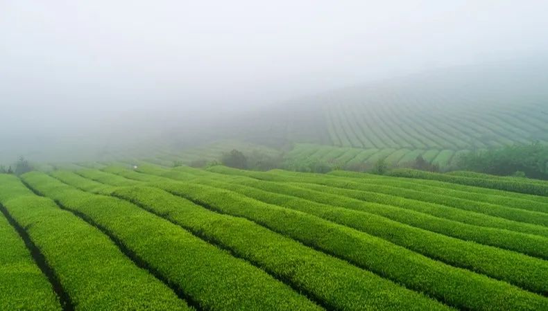 春日限定耍法貴州最美採茶路線踏青聞茶香正合適