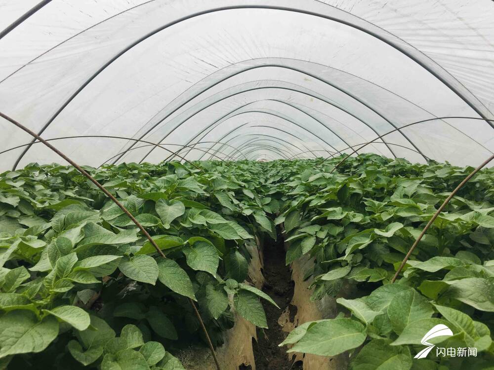 亩产万斤薯、收入过万元！界河镇马铃薯助力擦亮“滕州马铃薯”品牌