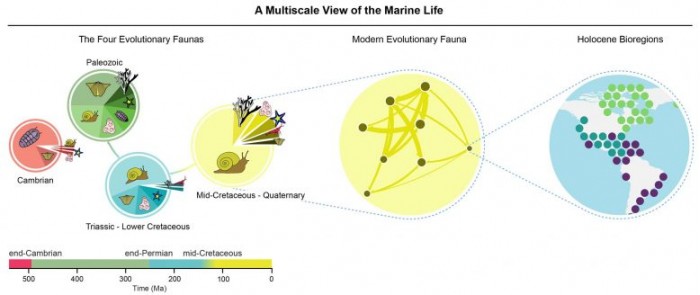 研究称海洋捕食者为生存进行的激烈斗争彻底改变了海洋生态系统-第4张图片-IT新视野