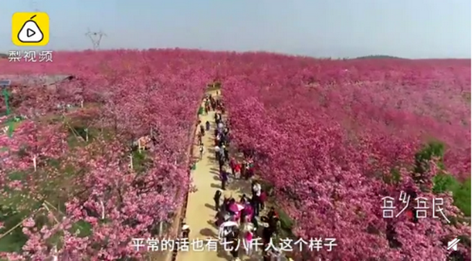 美翻了！村民花16年把荒山变粉色“画卷”，网友直呼浪漫