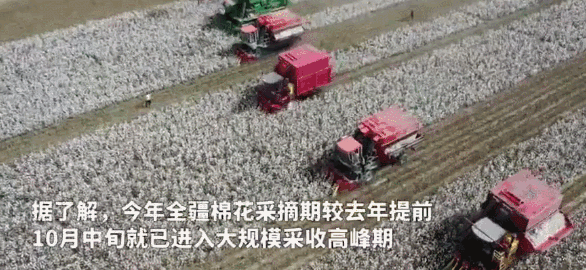 带头抵制新疆棉花的BCI，究竟是个什么组织？