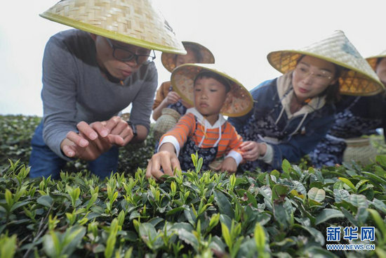 春日茶园当茶农 体验传统茶文化