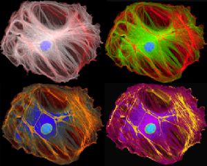 ϸ������ʱ������ļҵ���ô�֣�