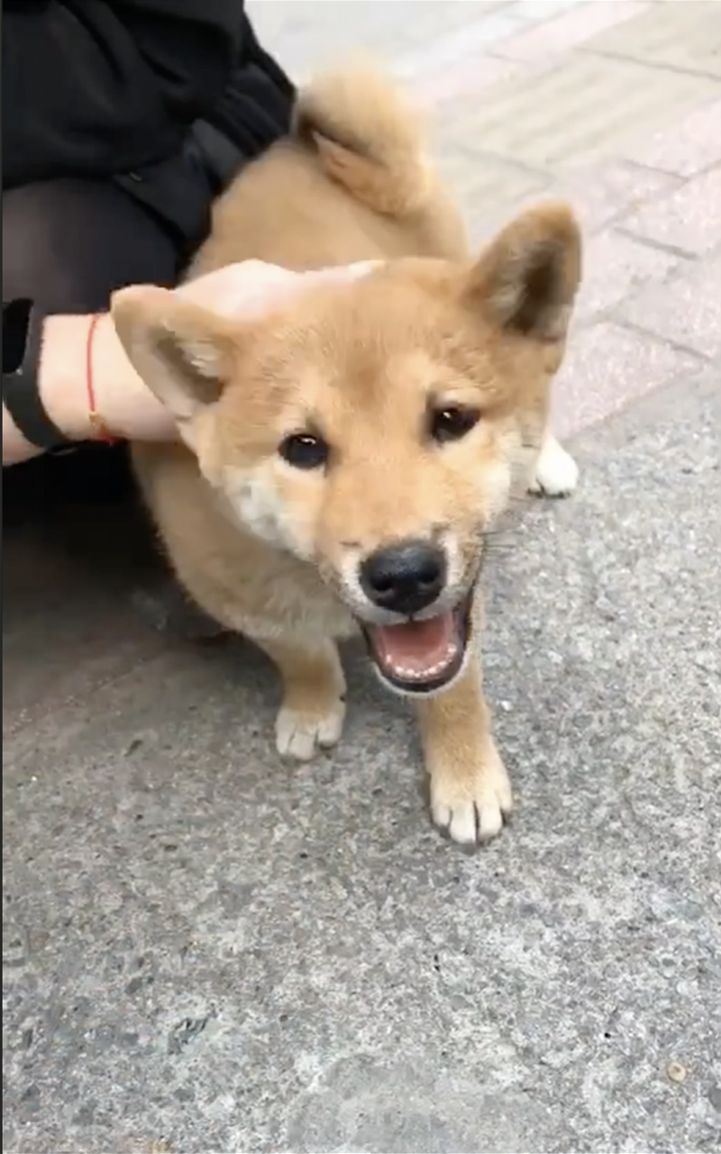 被拔牙的柴犬宝宝找到了 健康活泼 牙齿还能长回来 南方都市报 Mdeditor