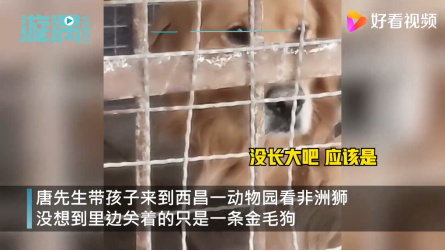 四川一家长带孩子看非洲狮，结果居然是只金毛狗！动物园回应：这是老板自家养的，绝无虚假宣传