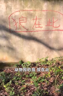 四川一家长带孩子看非洲狮，结果居然是只金毛狗！动物园回应：这是老板自家养的，绝无虚假宣传