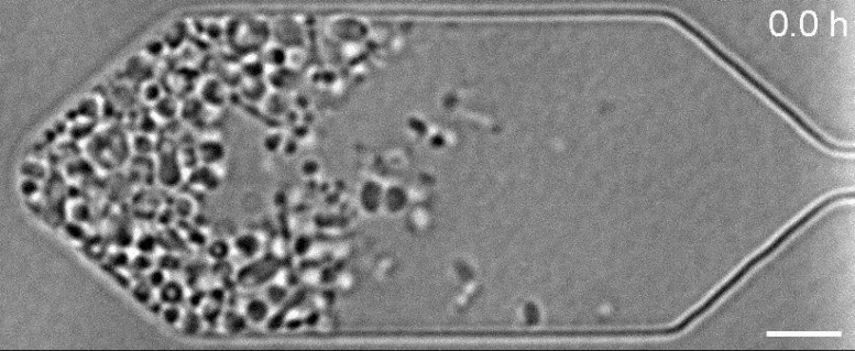 科学家在实验室中创造出能正常生长和分裂的合成细胞