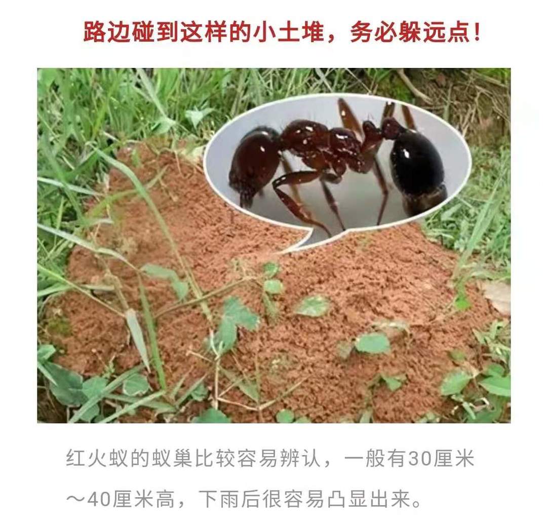 江苏疾控发布4月防病提示：路上遇到这种小土堆，赶紧躲开