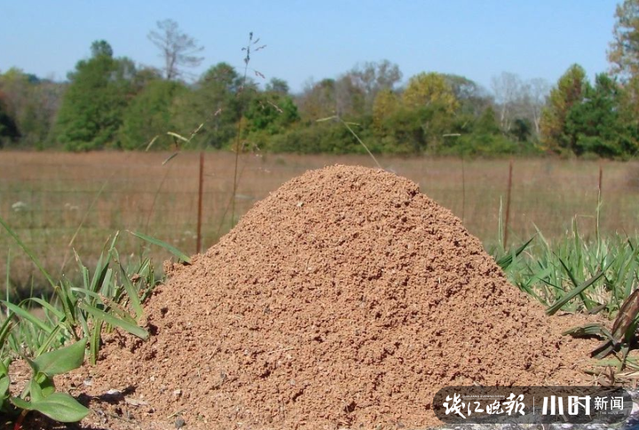 已入侵，见到它们，快躲开！红火蚁浙江也有发现，还有人差点误食它的毒诱饵-第6张图片-大千世界