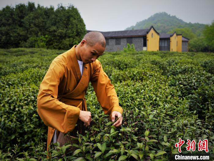 浙江杭州法净禅茶正式开采
