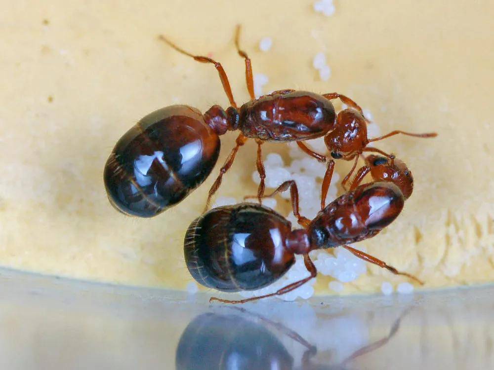红火蚁位列最危险入侵物种 红火蚁入侵中国12省最严重的是哪？红火蚁咬后的症状是什么