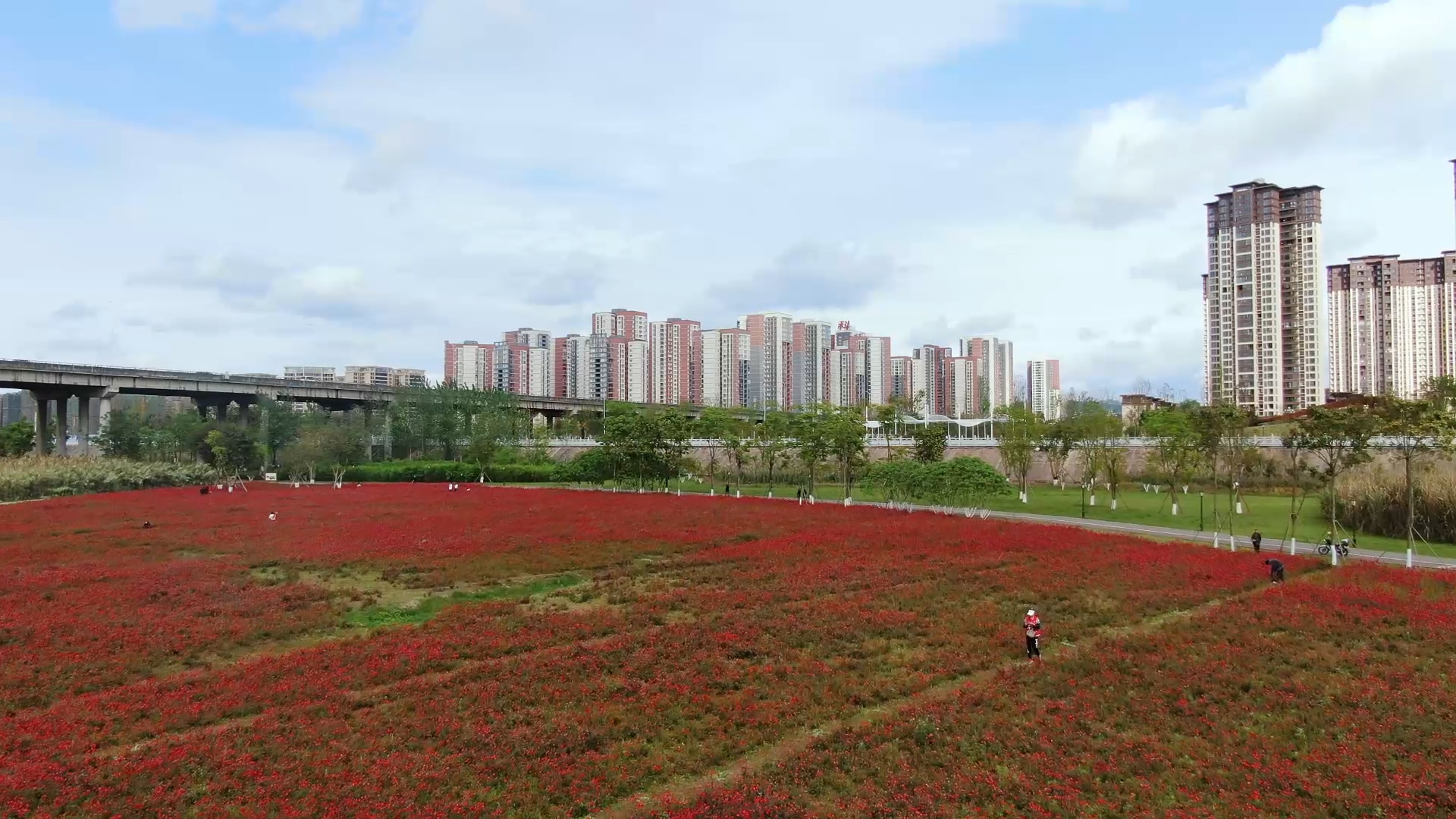 就在主城区南充30万株浪漫花海迎春绽放