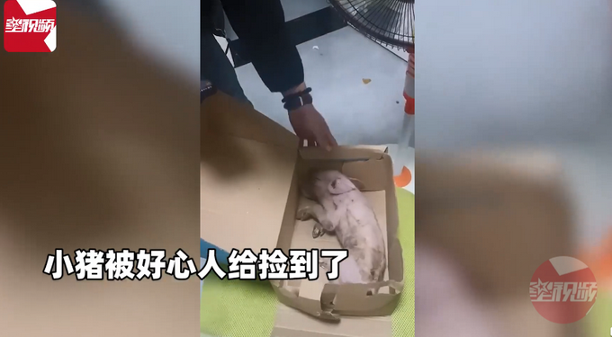 母猪高速产仔，新生小猪紧抓运猪车栏杆苦苦支撑，结局意外