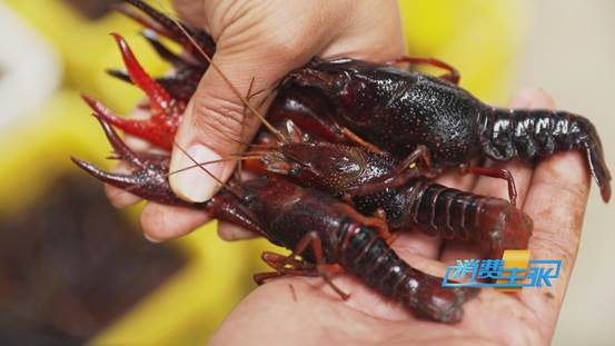 潜江小龙虾新鲜上市！价格上涨20%依然走俏→