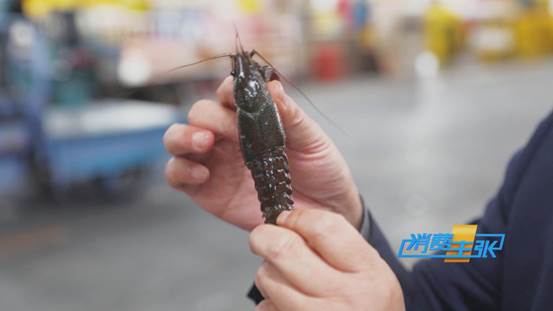 潜江小龙虾新鲜上市！价格上涨20%依然走俏→