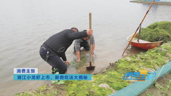 潜江小龙虾新鲜上市！价格上涨20%依然走俏→