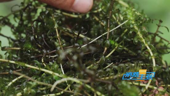 潜江小龙虾新鲜上市！价格上涨20%依然走俏→