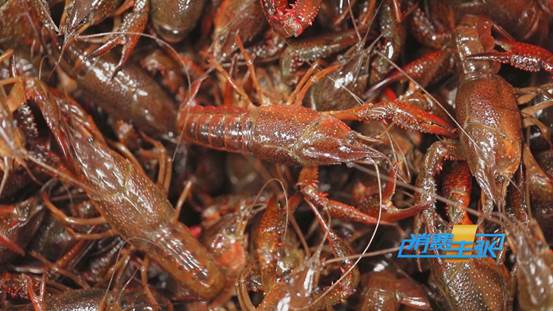 潜江小龙虾新鲜上市！价格上涨20%依然走俏→