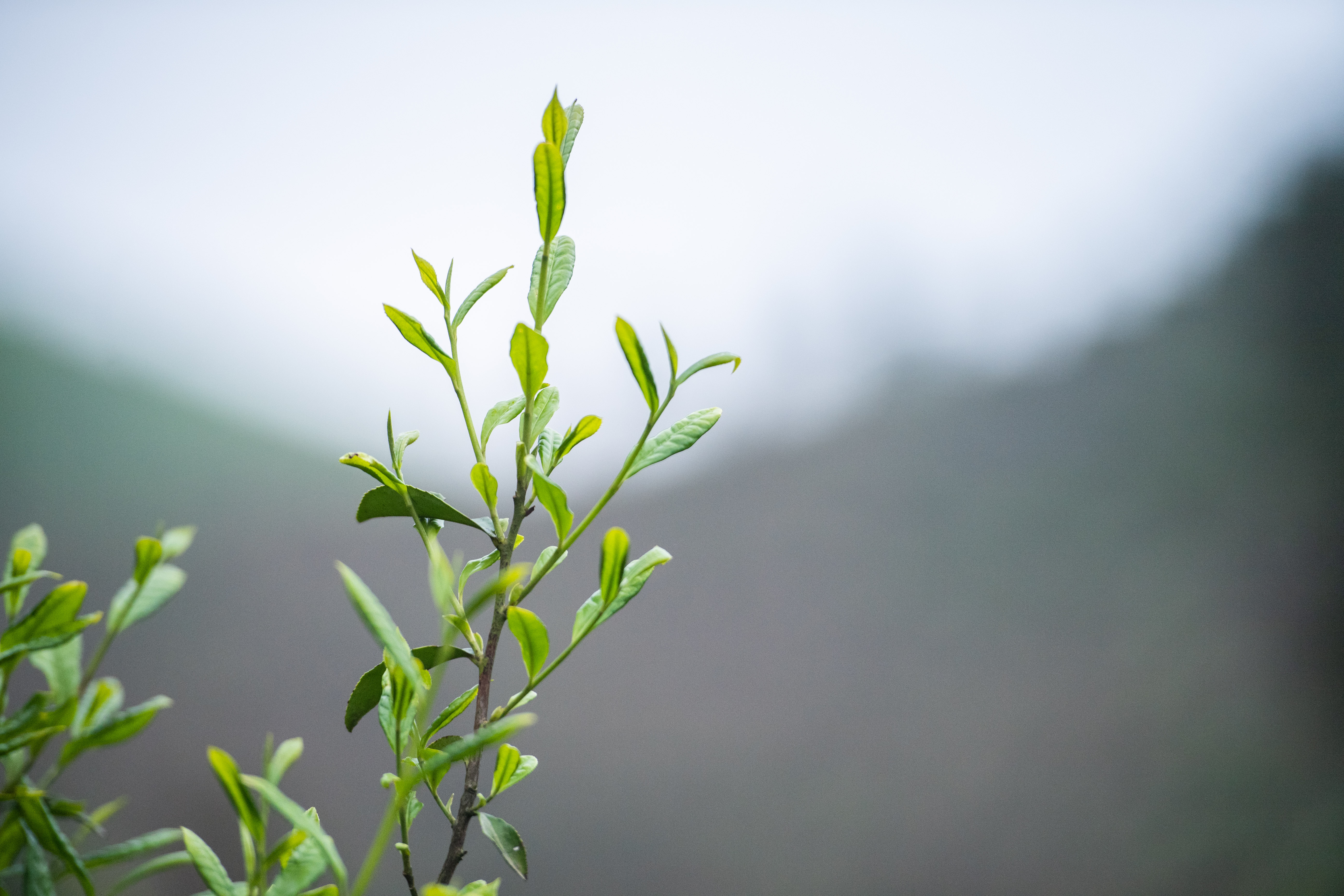 万里茶道从这里出发——走进湖南安化县黑茶小镇