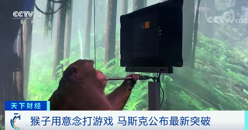 马斯克硬核黑科技！这只猴子大脑被“改造”，能用意念玩游戏，网友：比我玩得好