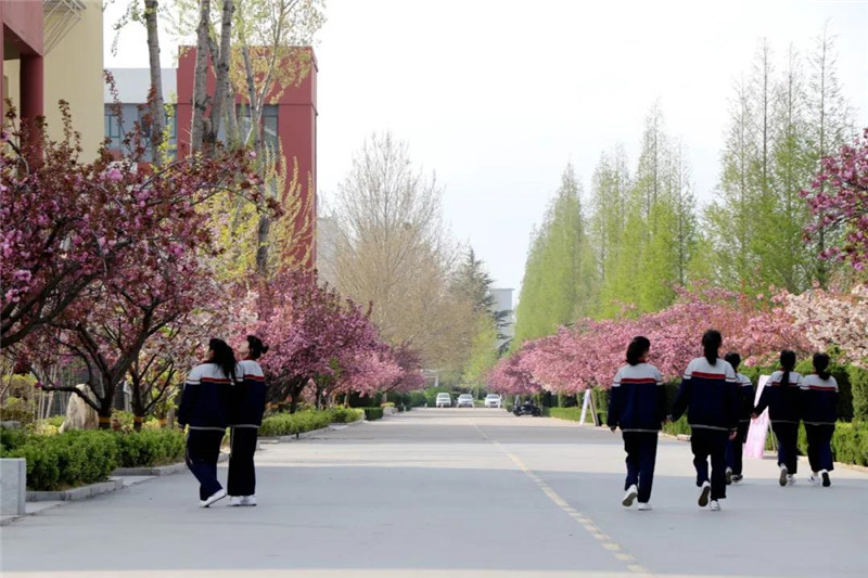 日照市五莲中学迎来了校园最美的樱花季(图1)