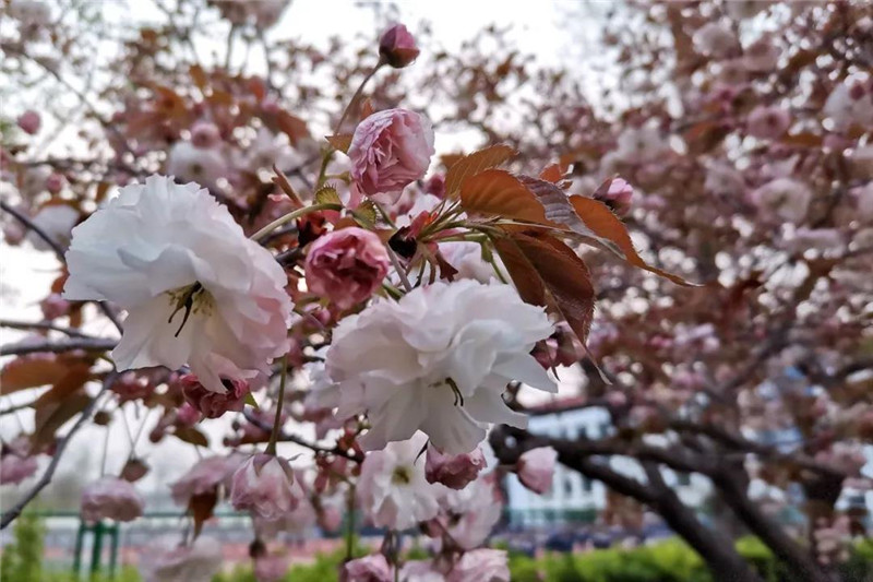 日照市五莲中学迎来了校园最美的樱花季(图10)