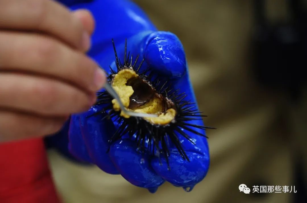 美国海胆6年泛滥10000倍吞噬海藻森林，科学家急疯：都给我吃啊