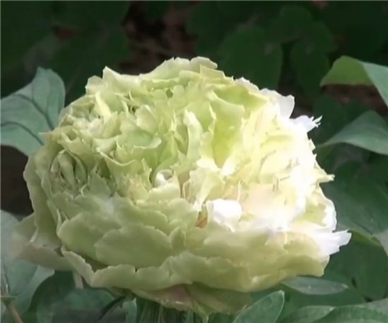 曾炒到10万一株的绿牡丹被河南游客吐槽像包菜，