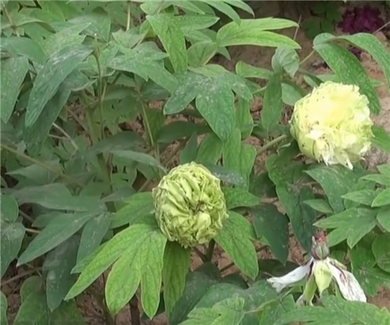 曾炒到10万一株的绿牡丹被河南游客吐槽像包菜，