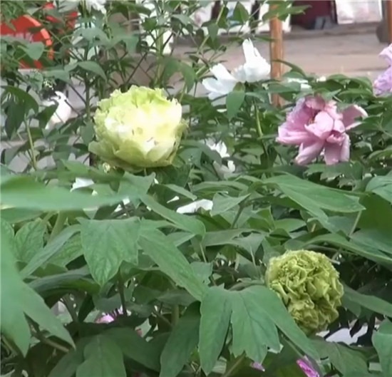 曾炒到10万一株的绿牡丹被河南游客吐槽像包菜，