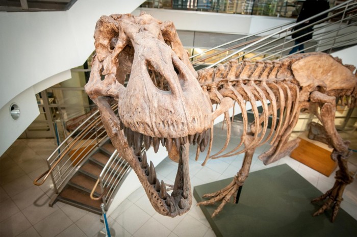 古生物学家计算出白垩纪时期大约有25亿头霸王龙在北美地区游荡