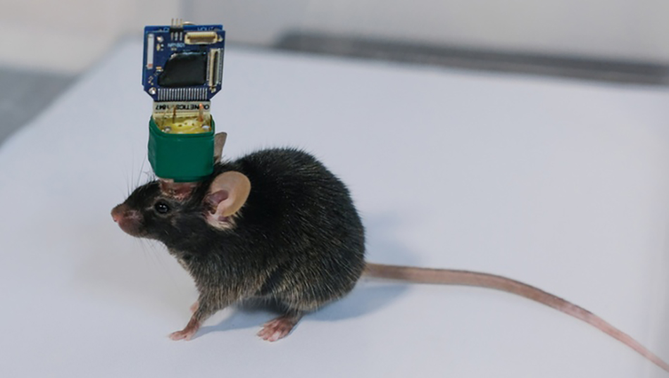 国内首款动物无线脑机接口芯片亮相上交会，9月有望投入商用