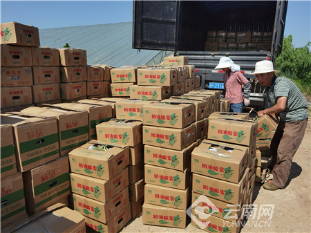 云南通海：甜瓜飄香價格俏