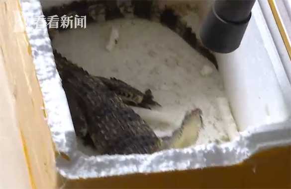 孩子網購一條“魚”家人驚呆把箱子送進派出所
