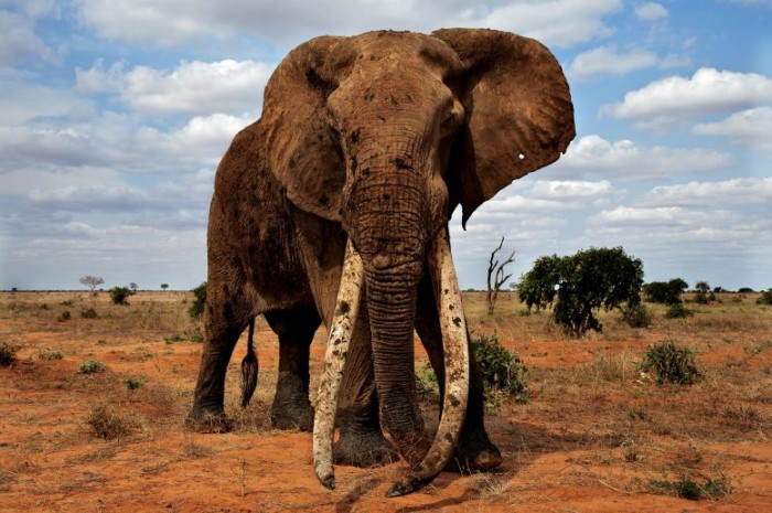研究显示非洲大象的实际栖息地范围已经缩小到原来的17%