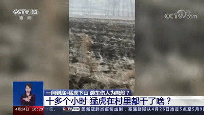 “虎口救人”的大哥火了！本人回應(yīng)