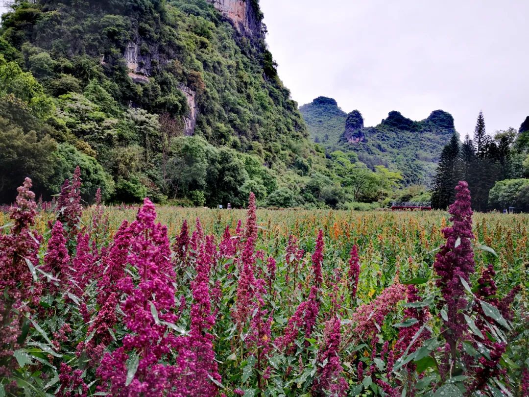 五一好去处| 岭南冠岩翻麦浪