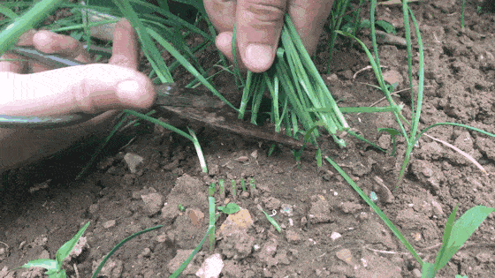 п֮ڣԻԮǿ·͹ġֳҰġ