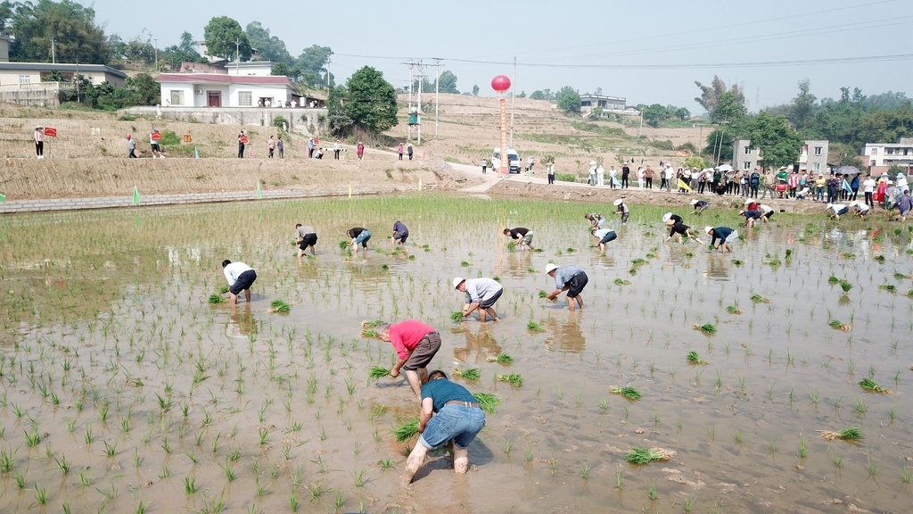 春灌进行时｜四川：灌区错峰供水，秧苗“喝水”不打挤