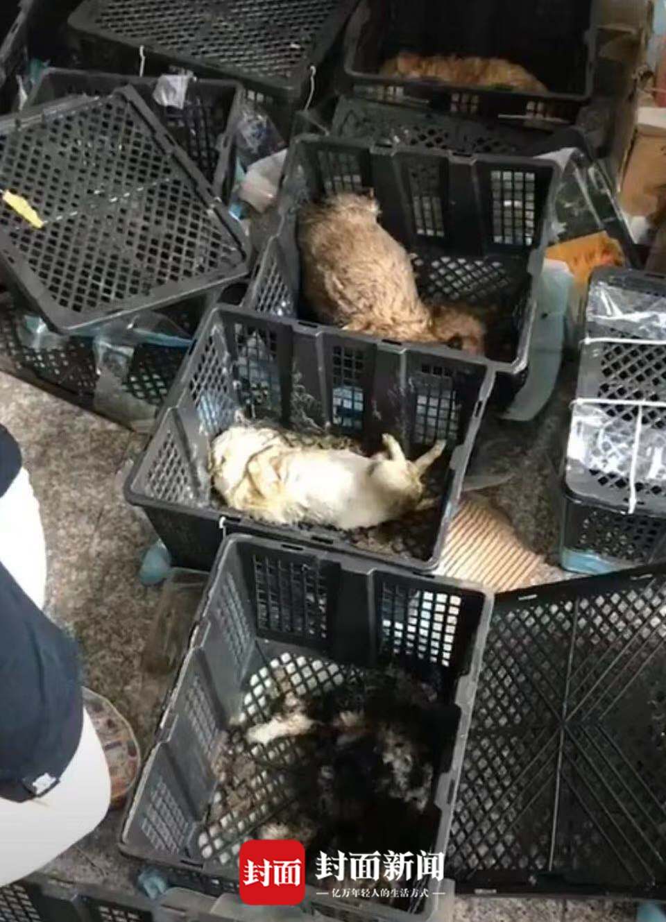 蘇州中通快遞站再現發臭“寵物盲盒”？因違規被退貨 20余只貓狗死亡